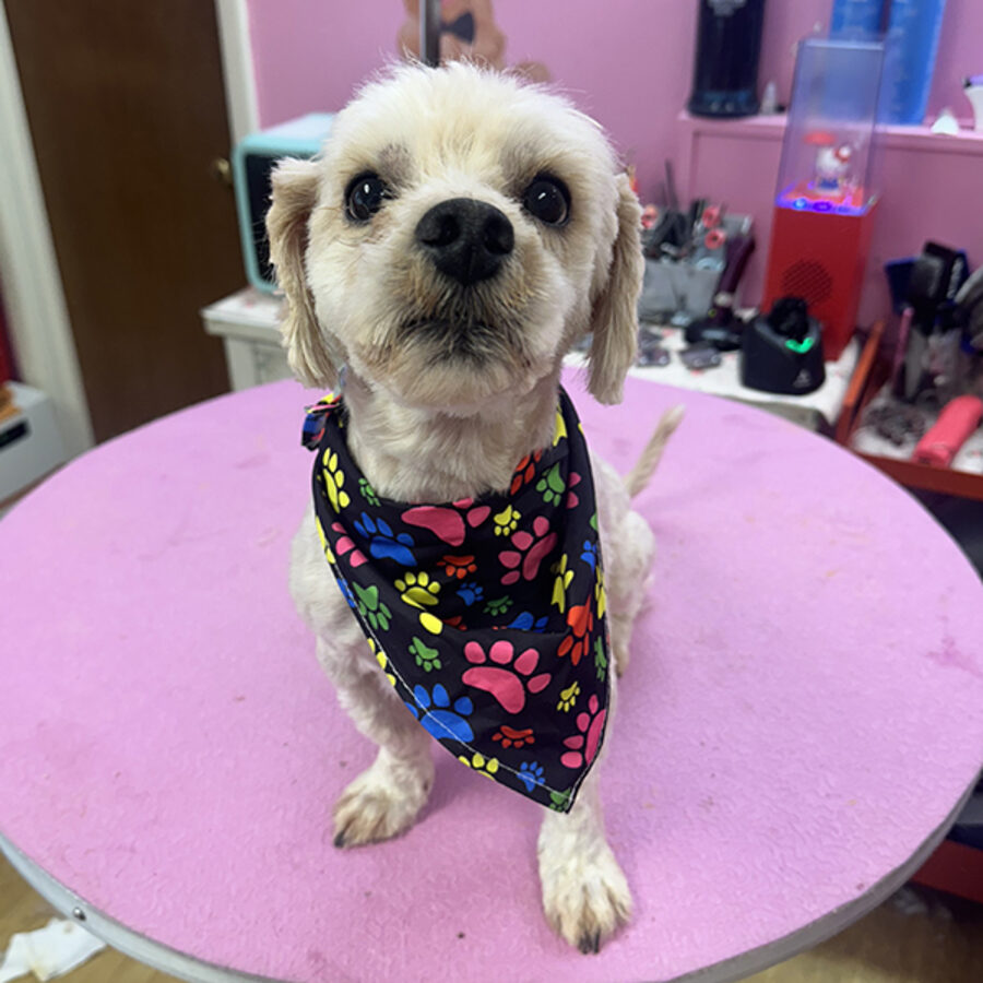 After: a small dog with a fresh, even coat