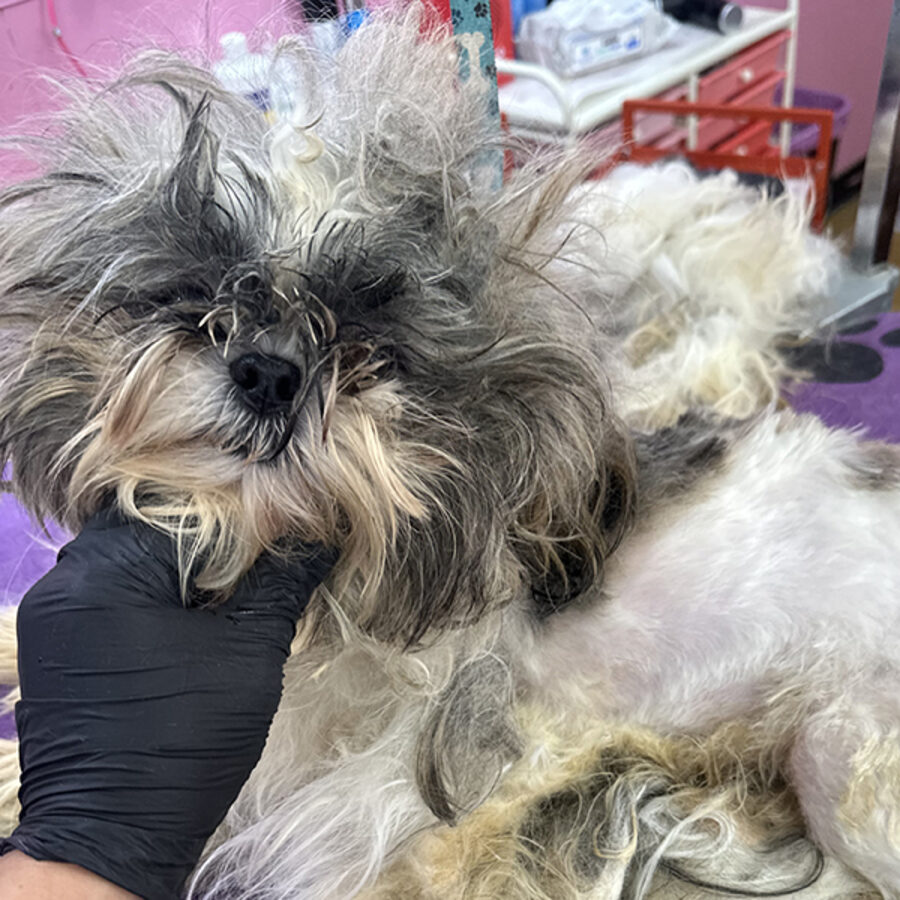 Before: the same shih tzu with an overgrown coat
