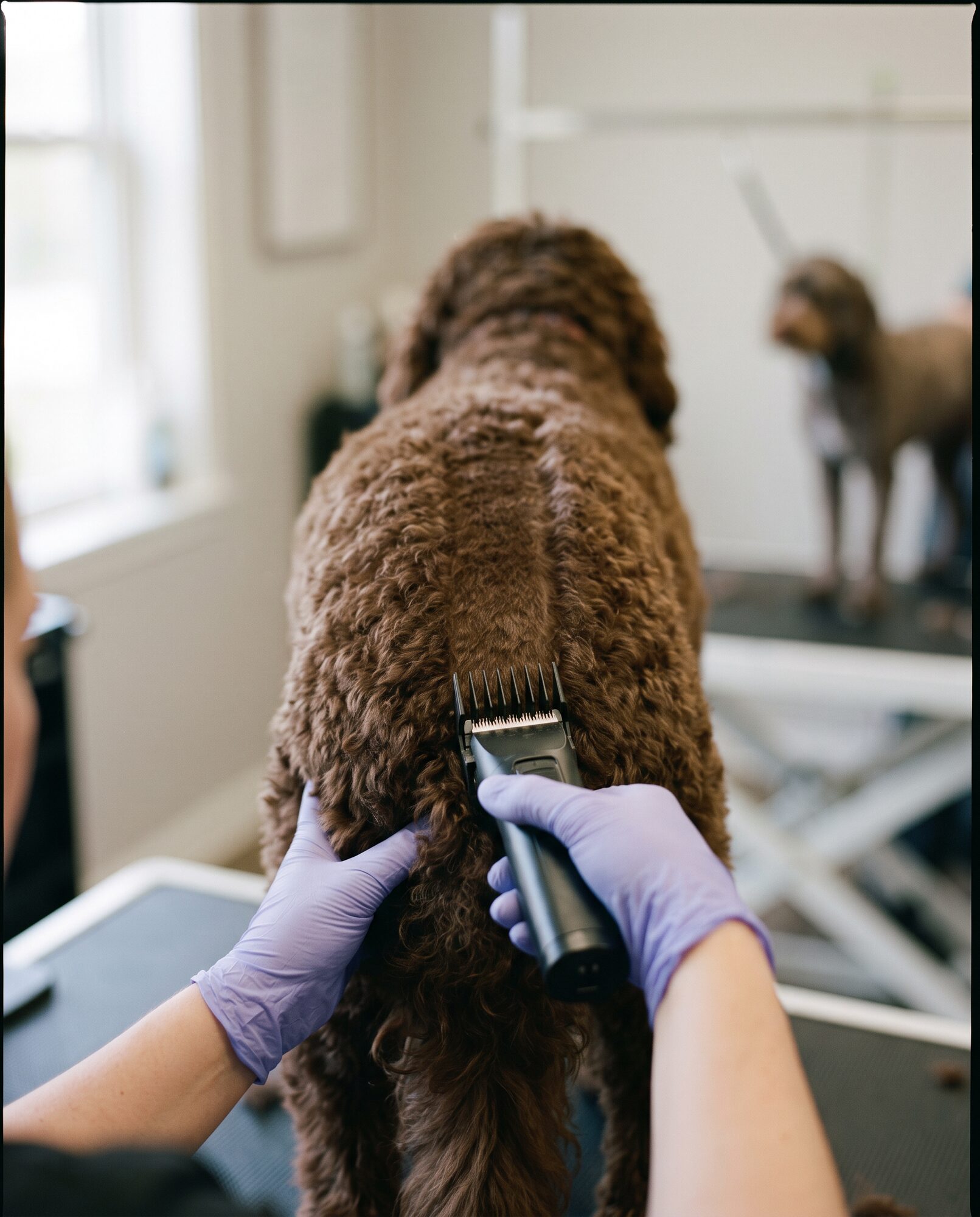 Clipping a labradoodle's coat