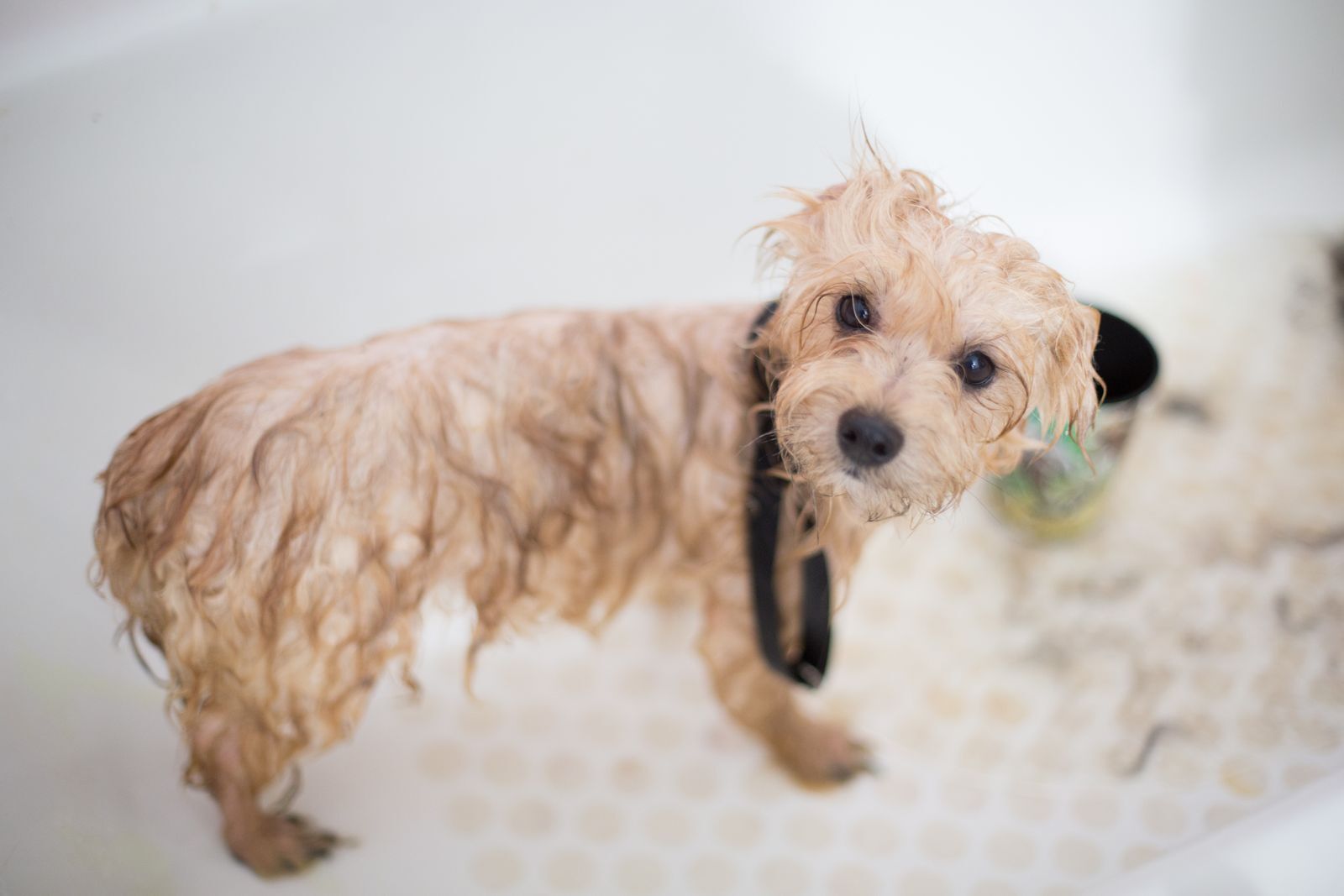 A wet cream puppy in the tub