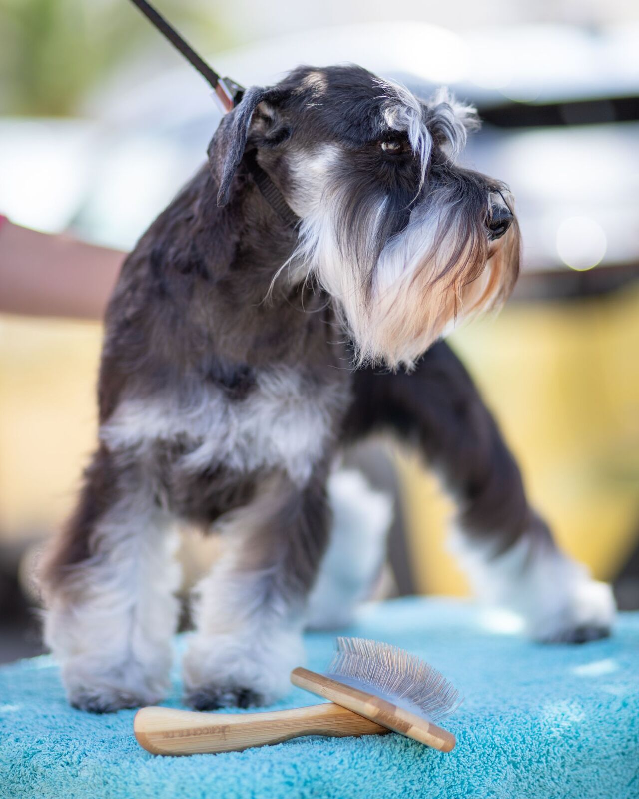 A groomed miniature schnauzer standing on the table